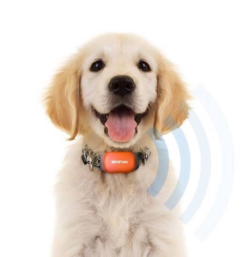 wooftale wearables company nyc